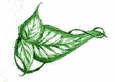 leaf_from_logo copy